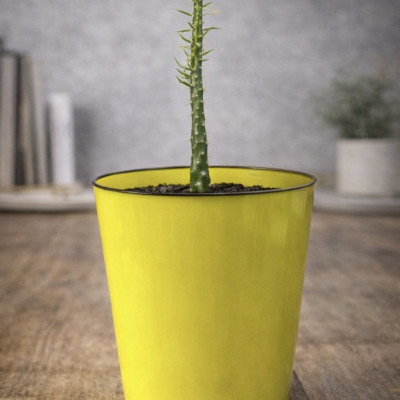 Декоративное растение в горшке